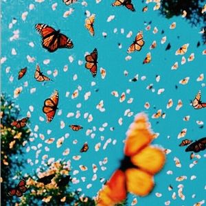 Meet your Posher, Julia